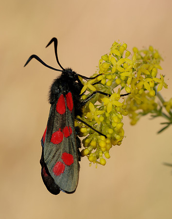 54.008 BF169 Six-Spot Burnet Zygaena filipendulae