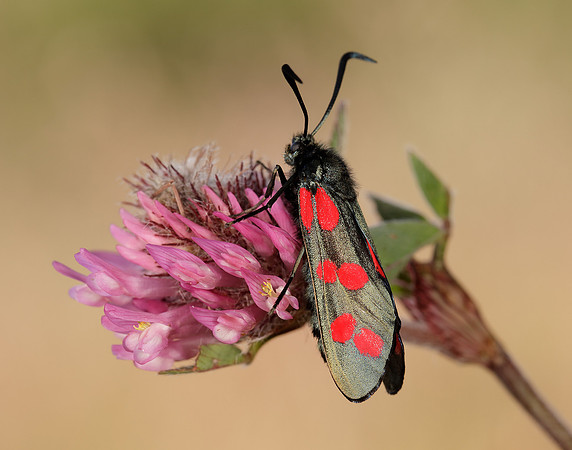 54.008 BF169 Six-Spot Burnet Zygaena filipendulae