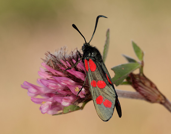 54.008 BF169 Six-Spot Burnet Zygaena filipendulae