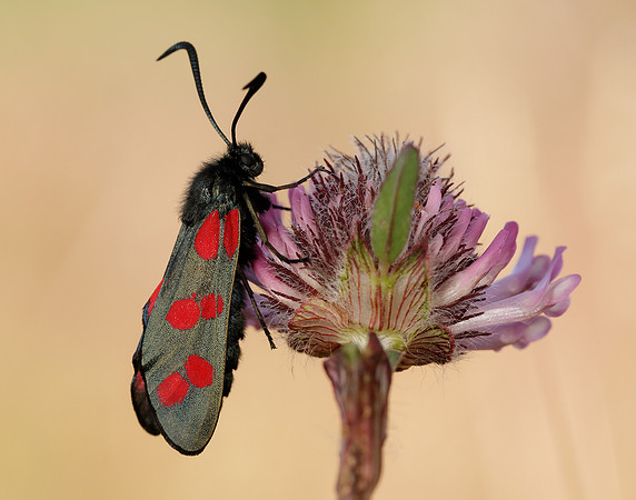 54.008 BF169 Six-Spot Burnet Zygaena filipendulae