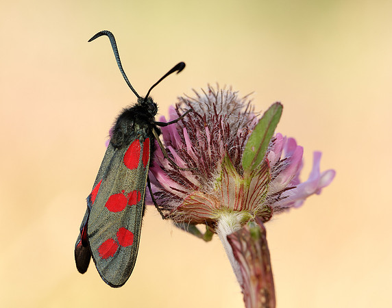 54.008 BF169 Six-Spot Burnet Zygaena filipendulae