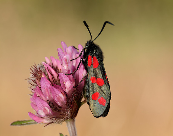 54.008 BF169 Six-Spot Burnet Zygaena filipendulae