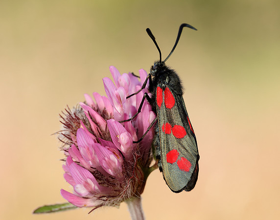 54.008 BF169 Six-Spot Burnet Zygaena filipendulae