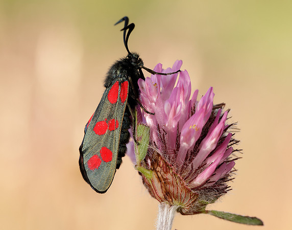 54.008 BF169 Six-Spot Burnet Zygaena filipendulae