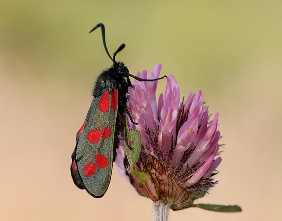 54.008 BF169 Six-Spot Burnet Zygaena filipendulae