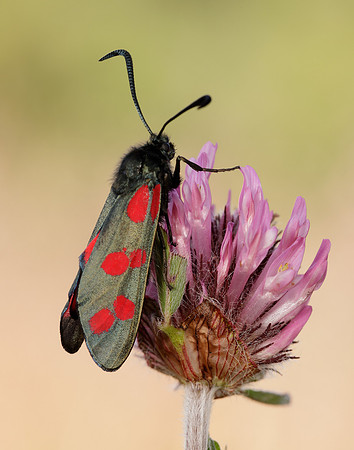 54.008 BF169 Six-Spot Burnet Zygaena filipendulae