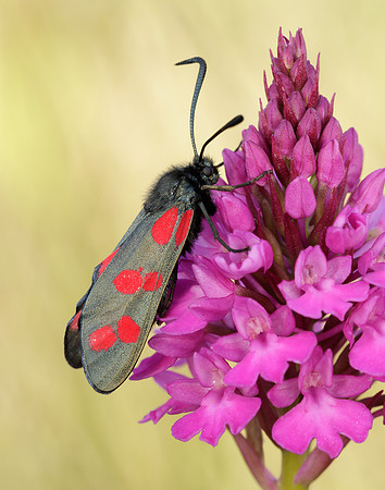 54.008 BF169 Six-Spot Burnet Zygaena filipendulae