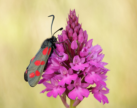 54.008 BF169 Six-Spot Burnet Zygaena filipendulae