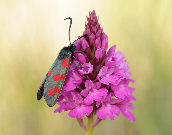 54.008 BF169 Six-Spot Burnet Zygaena filipendulae