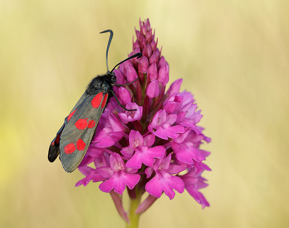 54.008 BF169 Six-Spot Burnet Zygaena filipendulae