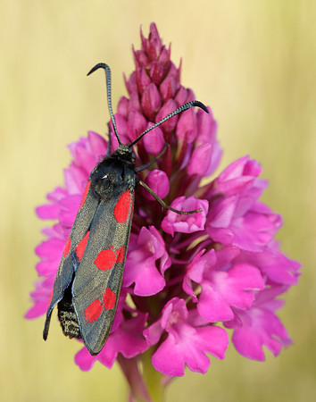 54.008 BF169 Six-Spot Burnet Zygaena filipendulae