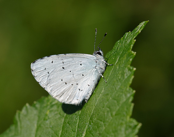 Holly Blue Celastrina argiolus