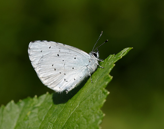 Holly Blue Celastrina argiolus