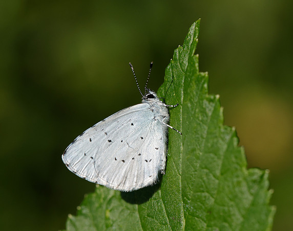 Holly Blue Celastrina argiolus