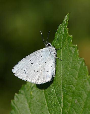 Holly Blue Celastrina argiolus