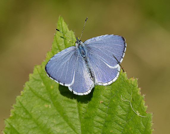 Holly Blue Celastrina argiolus