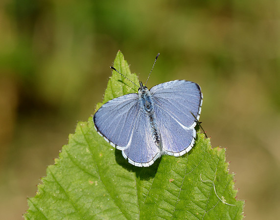 Holly Blue Celastrina argiolus