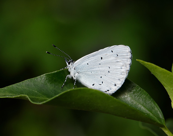 Holly Blue Celastrina argiolus