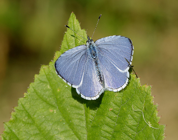 Holly Blue Celastrina argiolus