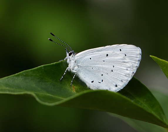 Holly Blue Celastrina argiolus