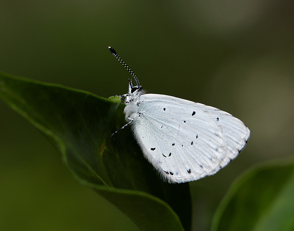 Holly Blue Celastrina argiolus
