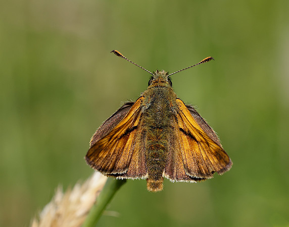 Large Skipper Ochlodes venata