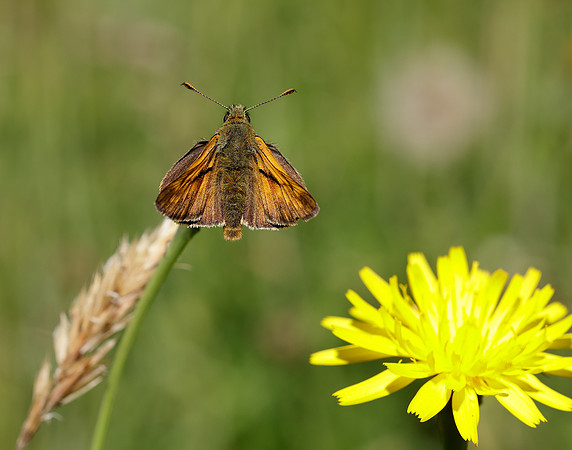 Large Skipper Ochlodes venata