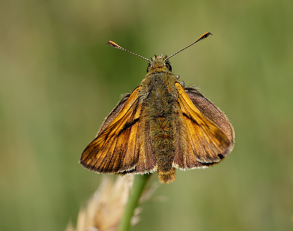 Large Skipper Ochlodes venata