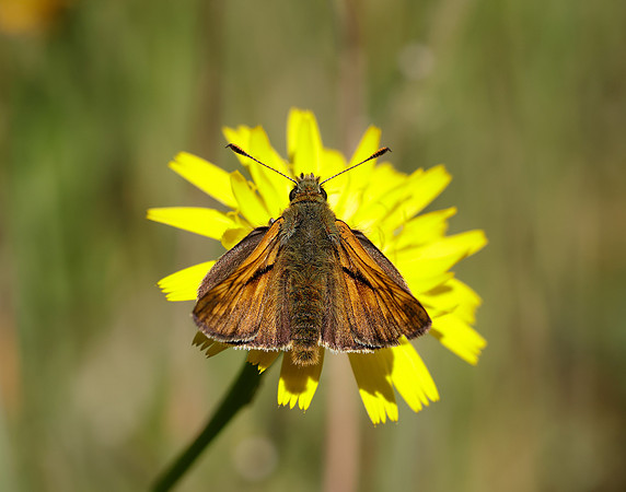 Large Skipper Ochlodes venata