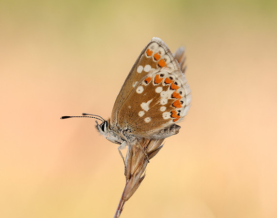 Northern Brown Argus Aricia artaxerxes artaxerxes