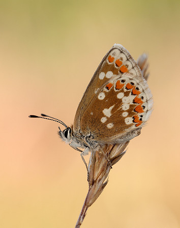Northern Brown Argus Aricia artaxerxes artaxerxes