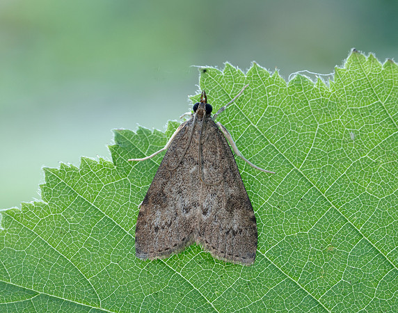63.034 BF1390 Udea prunalis