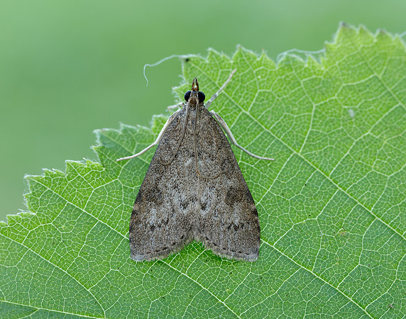 63.034 BF1390 Udea prunalis