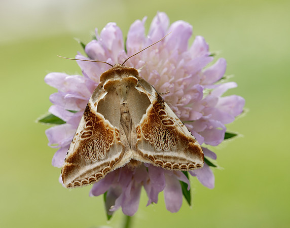 65.009 BF1653 Buff Arches Habrosyne pyritoides