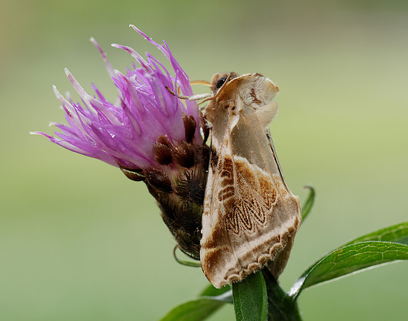 65.009 BF1653 Buff Arches Habrosyne pyritoides