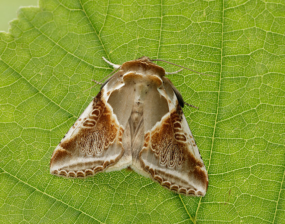 65.009 BF1653 Buff Arches Habrosyne pyritoides