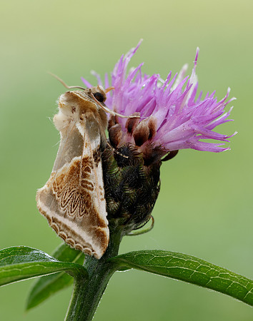 65.009 BF1653 Buff Arches Habrosyne pyritoides