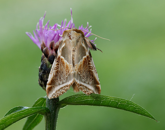 65.009 BF1653 Buff Arches Habrosyne pyritoides
