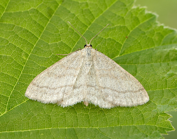70.026 BF1694 Smoky Wave Scopula ternata