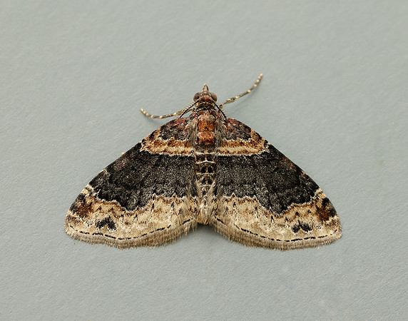 70.052 BF1725 Dark-barred Twin-spot Carpet Xanthorhoe ferrugata