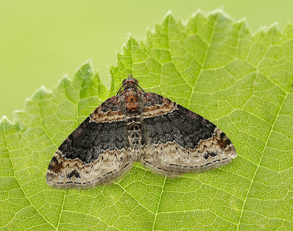 70.052 BF1725 Dark-barred Twin-spot Carpet Xanthorhoe ferrugata