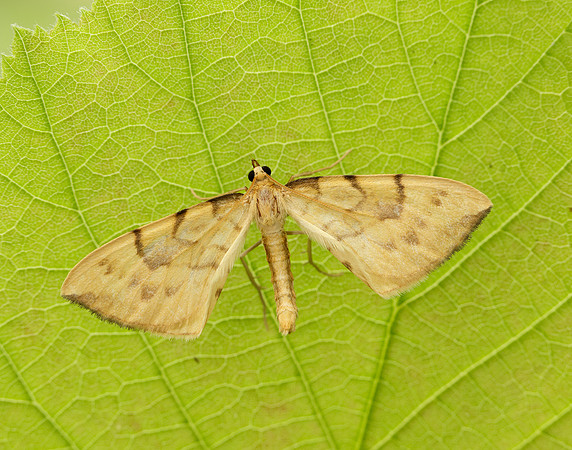70.093 BF1758 Barred Straw Gandaritis pyraliata