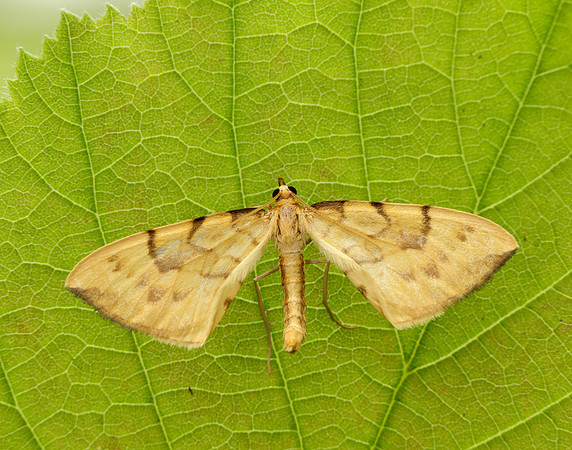 70.093 BF1758 Barred Straw Gandaritis pyraliata