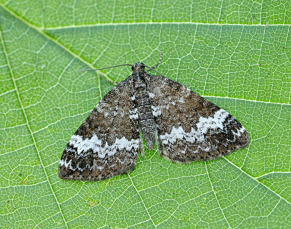 70.133 BF1803 Small Rivulet Perizoma alchemillata