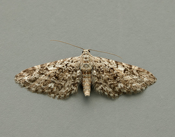 70.168 BF1846 Narrow-winged Pug Eupithecia nanata