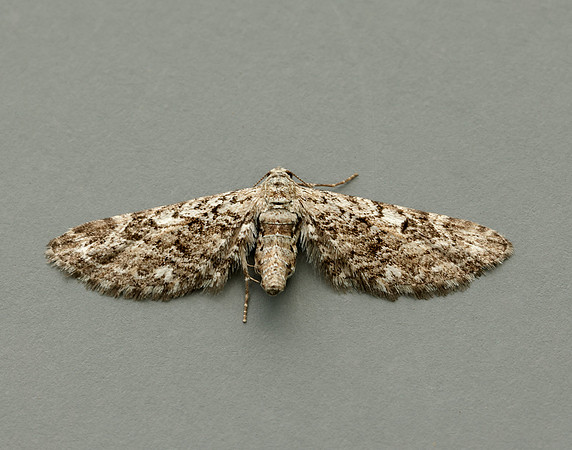 70.168 BF1846 Narrow-winged Pug Eupithecia nanata