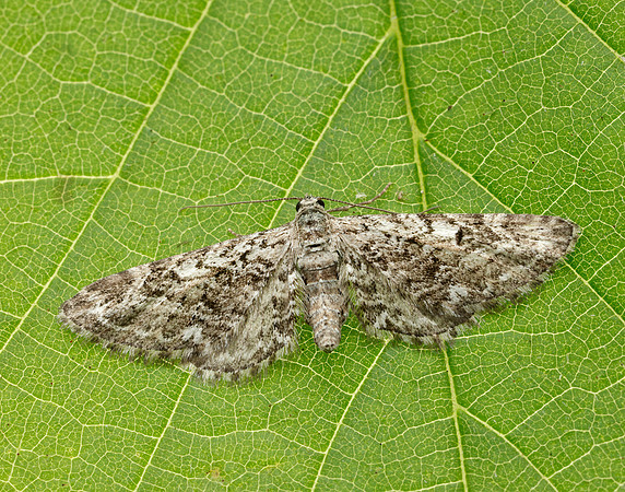 70.168 BF1846 Narrow-winged Pug Eupithecia nanata