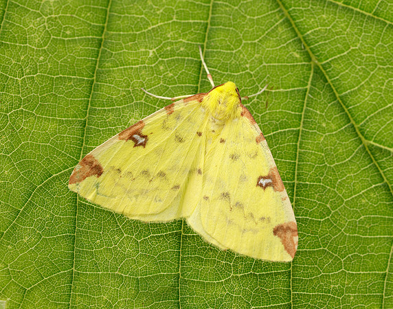 70.226 BF1906 Brimstone Moth Opisthograptis luteolata