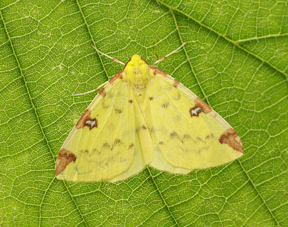 70.226 BF1906 Brimstone Moth Opisthograptis luteolata