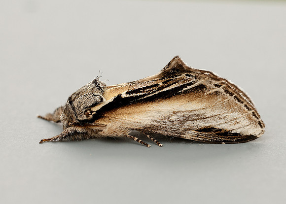 71.017 BF2007 Swallow Prominent Pheosia tremula